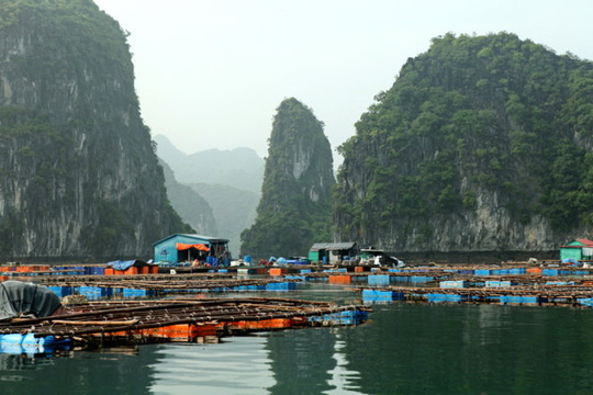 
			Một làng bè nuôi hải sản trên vịnh Lan Hạ - Ảnh: BĂNG GIANG
			