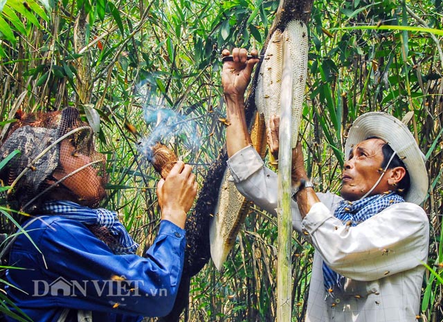 
Khai thác mật ong trong rừng U Minh Hạ (Ảnh: Huỳnh Lâm)
