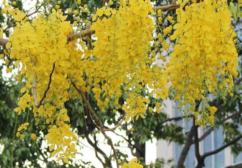 
Sắc hoa tháng 3 trên đường phố Sài Gòn (Theo VNE)

 
