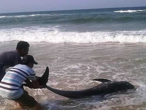 
Cá voi chết trôi dạt vào bờ ở xã Phú Hải, huyện Phú Vang, tỉnh Thừa Thiên - Huế chiều tối 23-4 - Ảnh: Quang Nhật
