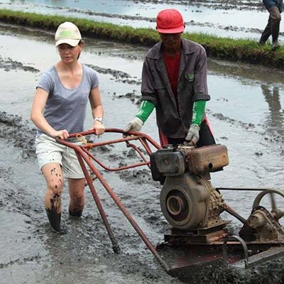 Sinh viên xuống ruộng cùng nông dân