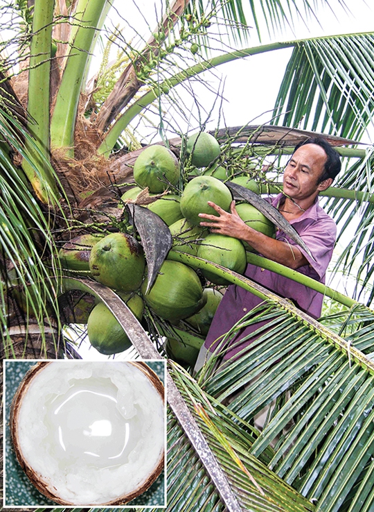 
Một hộ nông dân bên cây dừa sáp của mình.
