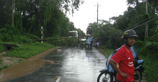 
Cây cối ngã ngang Tỉnh lộ 984 khiến giao thông bị ách tắc nhiều giờ
