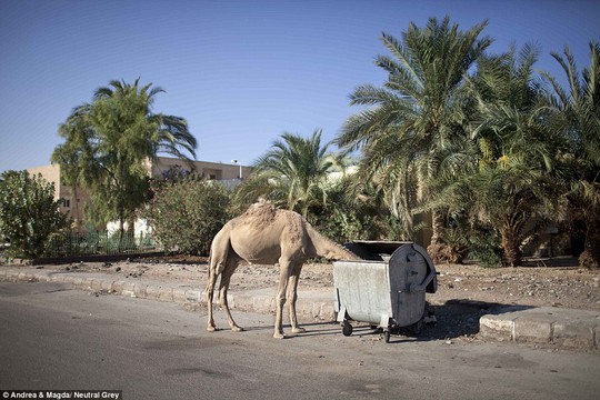 Một con lạc đà bị bỏ rơi đang tìm kiếm thức ăn trong thùng rác ở Nuweiba