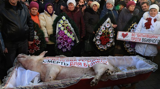 Nông dân Ukraine mang heo chết tới Quốc hội biểu tình. Ảnh: Sputnik