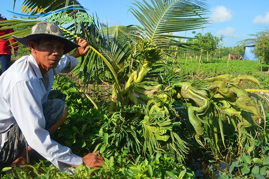 
Cây dừa “lạ” trên phần đất của ông Khỏi
