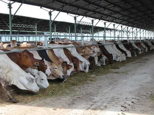 Một ngày đàn bò của Tập đoàn Hoàng Anh Gia Lai ăn hết 600 tấn cỏ -Ảnh: N.H