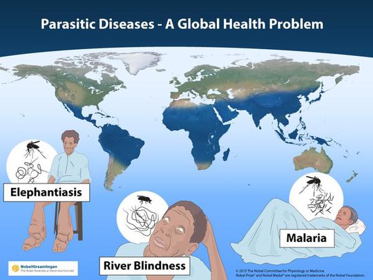 
Giải Nobel Y học năm nay tôn vinh các phát hiện nhằm tìm ra giải pháp cho các vấn đề sức khỏe toàn cầu về lây nhiễm từ sinh vật ký sinh và số rét. Ảnh: Guardian
