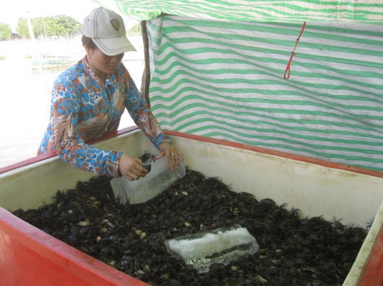 
Đây là một trong bảy thùng cua ướp lạnh của chị Tuyết chuẩn bị xay nhuyễn ra đem bán với giá khá cao - Ảanh: BỬU ĐẤU
