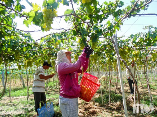 
Nông dân xã Xuân Hải (Ninh Hải) trồng nho xanh theo quy trình VietGAP cho thu nhập cao.
