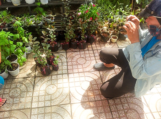 
Một khách hàng mua cây giống ổi tím tại một cửa hàng ở quận 7, TP HCM. Ảnh: Hương Lan
