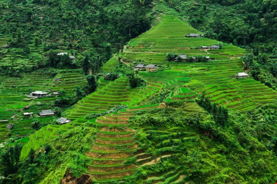 Ruộng bậc thang Hoàng Su Phì, Hà Giang.