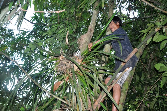 Không những đi rẫy bẫy thú, bẫy chim, người rừng còn vào những khu rừng hoang sơ tìm hái phong lan về bán lại, kiếm tiền mua gạo