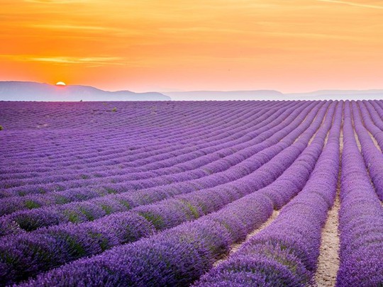 
Cánh đồng hoa oải hương tím ngắn ở Provence, Pháp.
