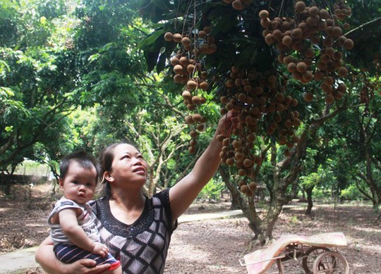 Từ cây nhãn Tổ, gia đình anh Thành đã nhân ra hơn 40 cây, trong đó có 15 cây đầu dòng, năm nào cũng cho quả trĩu cành, chất lượng thơm ngon.