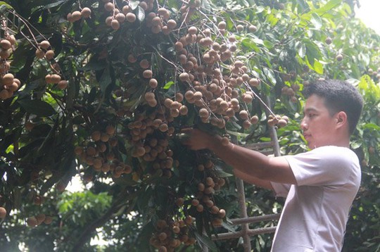 Một trong 15 cây nhãn chín muộn đầu dòng của gia đình anh Thành đang được thu hoạch bán cho thương lái ở Hà Nội.