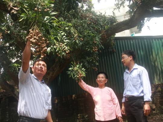 Cụ Nguyễn Thị Cước, cùng lãnh đạo Phòng NNPTNT huyện Quốc Oai (Hà Nội) kiểm tra chất lượng quả tại cây nhẫn Tổ 120 năm tuổi.