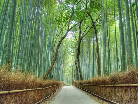 
Rừng tre Sagano ở Kyoto được coi là một trong những khu rừng đẹp nhất thế giới. Đến đây, du khách không được ngắm nhìn vẻ đẹp lãng mạn của những rặng tre thẳng tắp mà còn được nghe những âm thanh được tạo nên từ tiếng gió lao xao, rì rào thổi qua rừng tre.

