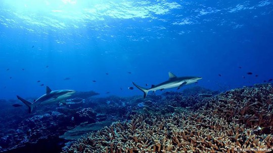Số lượng sinh vật biển đang giảm mạnh do hoạt động của con người Ảnh: BLICKWINKEL