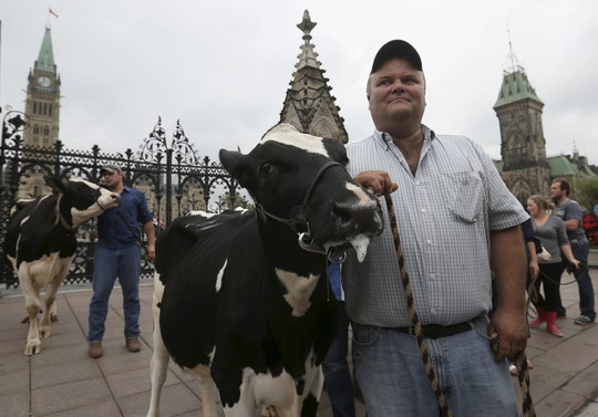 Nông dân nuôi bò sữa biểu tình trước tòa nhà Quốc hội Canada ngày 29-9 Ảnh: REUTERS