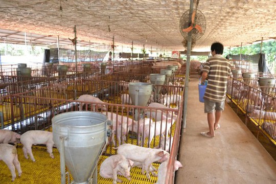 Do không đảm bảo về thú y nên ngành chăn nuôi Việt Nam đã đánh mất cơ hội xuất khẩu. Ảnh: NH