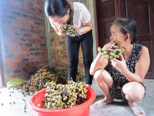 
Hạt mây khá chắc nên được thương lái thu mua bán sang Trung Quốc để làm đồ trang sức
