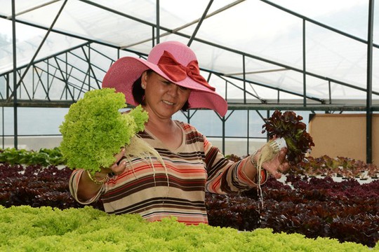 
Bà Nguyễn Thị Huệ trong trại rau sạch không cần trồng dưới đất ở Đà Lạt. Ảnh: Thạch Thảo.
