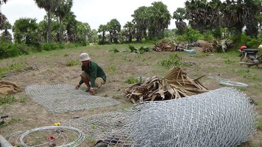 
 Cắt lưới B40 để chuẩn bị cho việc bó rễ thốt nốt lại - Ảnh: Bửu Đấu
