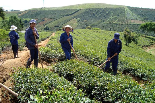 
 Vùng chè Cầu Đất (Đà Lạt) nổi tiếng từ thời Pháp.
