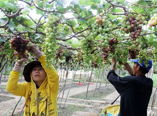 Do giá quá thấp, người trồng nho lỗ công chăm sóc