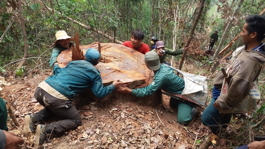 
Hiện trường vụ phá rừng
