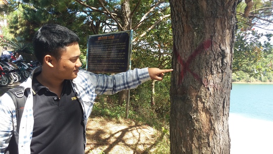 Một cây thông hàng chục năm tuổi được đánh dấu