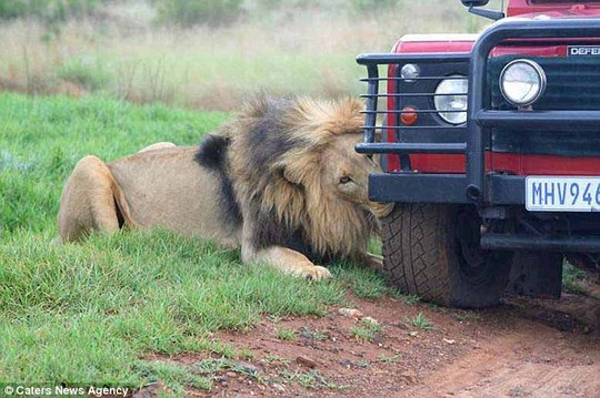Sư tử gặm bánh xe suốt 1 giờ đồng hồ. Ảnh: Caters News Agency