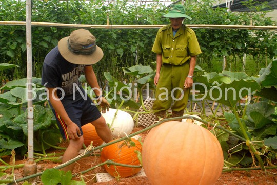 Những quả bí ngô khổng lồ trong vườn nhà ông Phan