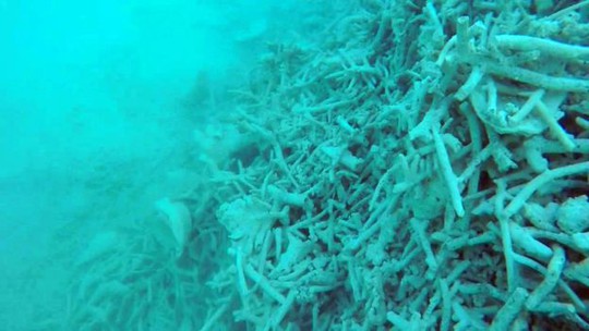 Các mảnh san hô chết trắng. Ảnh: BBC