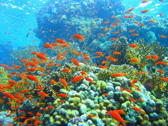 
 Sinh vật biển bên rặng san hô ở Nha Trang. Ảnh: Vinadiving.com.vn.
