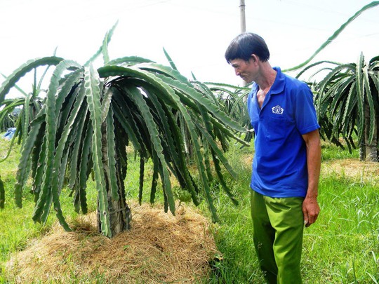 Nhiều vườn thanh long không thể ra hoa, kết trái do bị thiếu điện đang khiến nông dân tỉnh Bình Thuận gặp khó khăn
