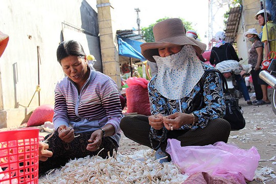 
 Tỏi Lý Sơn đang được người dân làm sạch bán cho thương lái - Ảnh: Trần Mai
