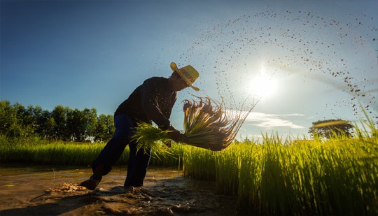 Chính phủ kêu gọi nông dân nên tránh trồng lúa ngoài mùa mưa. Ảnh: Zee News