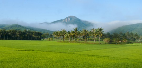 
Đồng lúa Chí Thạnh (huyện Tuy An) Ảnh: Dương Thanh Xuân
