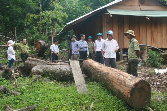 
Rừng phòng hộ Sông Tranh tại huyện Bắc Trà My bị tàn phá tan hoang
