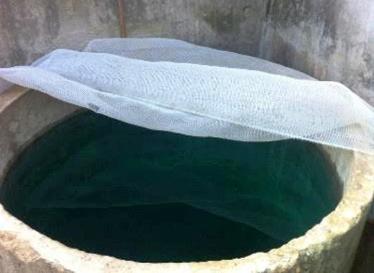 
Bể nước xanh lè được bà Bùi Thị Châu phát hiện khi đi vo gạo nấu cơm
