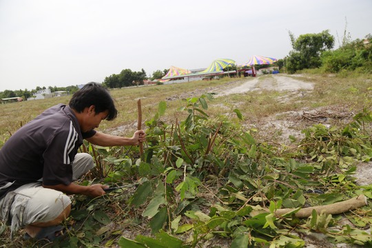 
Chặt bỏ cây cối thông đường cho xe chở bị cáo Nguyễn Hải Dương và 2 đồng bọn sẽ đến vào sáng mai
