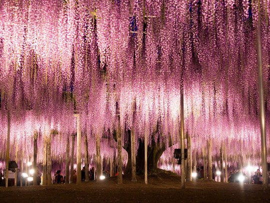 
Vào mùa xuân, công viên hoa Ashikaga, Nhật Bản được bao phủ bởi sắc hồng tím thần tiên của hoa tử đằng.
