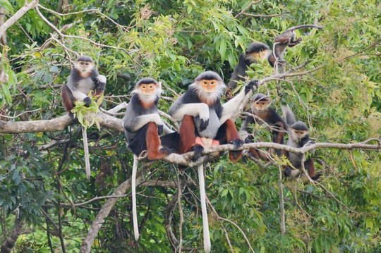 Sơn Trà: Hãy cùng khám phá Sơn Trà - một điểm đến tuyệt vời cho những ai yêu thích thiên nhiên và mong muốn trốn khỏi sự ồn ào của thành phố. Với khung cảnh thiên nhiên tuyệt đẹp và không khí trong lành, bạn sẽ cảm thấy bình yên và đậm chất bản sắc Việt Nam.