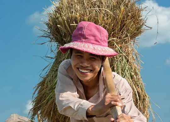 Niềm vui mùa gặt Ảnh: TRẦN CHÍ KÔNG