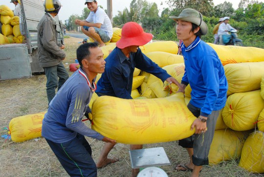 Nông dân thu hoạch lúa ở đồng bằng sông Cửu Long Ảnh: NGỌC TRINH