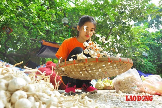 
Nông dân Lý Sơn chia sẻ, năm nay sản lượng hành, tỏi đạt khoảng 500 kg một sào (500 m2). Hiện thương lái ép giá, trừ hao vô cớ khiến bà con trồng hành, tỏi ở đảo không có đầu ra. Lượng hàng tồn đọng lên cả 1.000 tấn. Thấu hiểu được nỗi lòng của người dân trồng hành, tỏi Lý Sơn, sau khi được mong muốn hỗ trợ, chính quyền phường Vĩnh Phúc (Ba Đình, Hà Nội) đã tạo điều kiện để anh Thắm và đội thiện nguyện có nơi cất giữ và bày bán.
