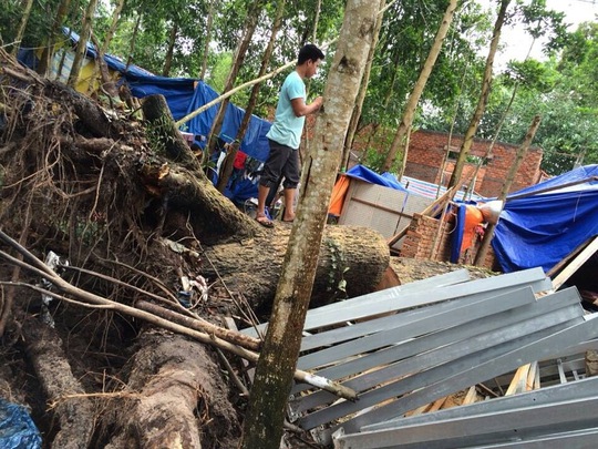 
Hiện trường vụ cây rừng ngã đè chết 2 thợ hồ tại Phú Quốc
