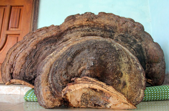 
Cây nấm khủng trên 50 kg.
